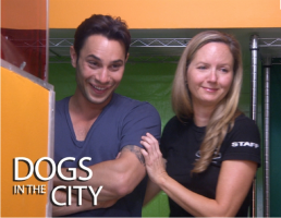 10_DOGS_IN_THE_CITY_MAKEOVER